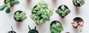 7 Tips for How to Keep Succulents Alive in Winter Indoors